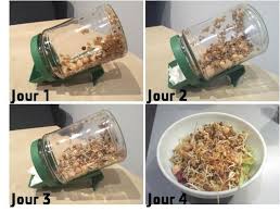 Les Graines Germees La Shasse Est Ouverte Graines Germees Recettes Crues Graine