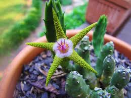 Image result for Eulophia flavopurpurea