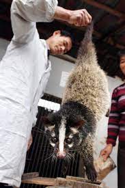 Civets Other Wildlife Off The Chinese Menu