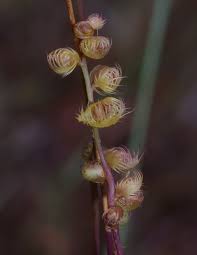 Image result for Utricularia simulans