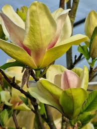 Image result for magnolie sunsation