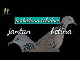 Ciri fisik burung derkuku jantan. Ciri Burung Tekukur Jantan Dan Betina Youtube