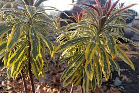 Image result for Euphorbia eranthes