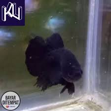 It is located in the northern section of the city. Koleksi Uwwu Ikan Cupang Ikan Cupang Avatar Ter Uwwu Ikan Hias Aquarium Ikan Cupang Black Avatar Gordon Ikan Cupang Black Avatar Gordon Siap Adu Ikan Cupang Viral