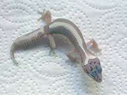Black And White Striped Leopard Gecko Pin By Ali Sortomme On Lizards Leopard Gecko Morphs Cute Reptiles Reptiles Pet
