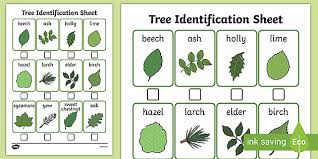 Wondering how to identify a tree in winter when there are no leaves present? Tree Identification Sheet Identify Trees In Spring Wood