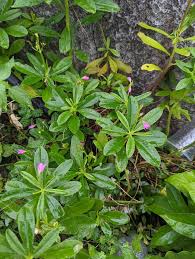Image result for Talinum fruticosum