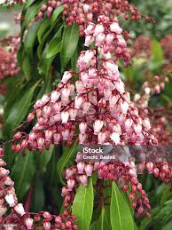 Image result for Pieris japonský debutante obrázek