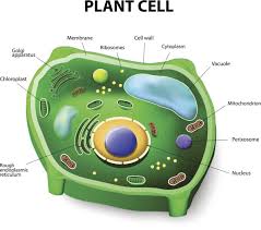 We did not find results for: A Brief Comparison Of Plant Cell Vs Animal Cell Plant Cell Animal Cell Plant Cell Picture