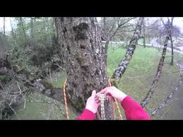 This position will vary greatly from day to day. Basic Climbing Techniques Basic Tree Ascent Climbing Technique Tree Climbing Equipment Arborist Climbing