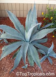 Image result for Deinbollia sp. A