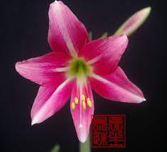 Hippeastrum Doraniae Anthurium Amaryllis Species