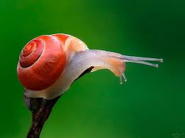 Watch Out Norbert Liesz Snail Snails In Garden Sea Snail