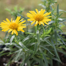 Image result for Inula