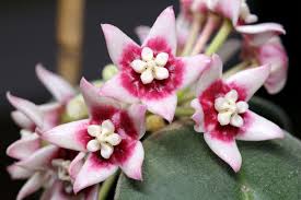 Krasus' landing » see more. Hoya Calycina S Fragrance The Most Powerful In The Hoya World Beautiful Flowers Fragrant Flowers Hoya Plants