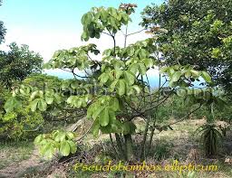 Image result for Pseudobombax