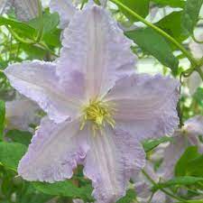 Blue angel is a dainty and generous selection, covered in 4 to 5 inch flowers from midsummer until fall. Buy Clematis Group 3 Syn Blekitny Aniol Or Blue Angel Clematis Blekitny Aniol 23 99 Delivery By Crocus