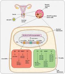 Anemia is a common symptom of abnormal bleeding, which is also a cause of cervical cancer. The Role Of Mirnas In Diagnosis Prognosis And Treatment Prediction In Cervical Cancer Intechopen