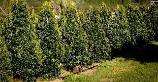 Makes an excellent border, windbreak, or hedge and can be trimmed. Oak Leaf Holly Trees For Sale Online The Tree Center