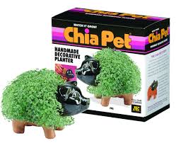 chia pig chia pet pet grass pet pigs