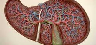 Spider naevi and reticular telangiectases are found. Ø£Ø¹Ø±Ø§Ø¶ ÙÙŠØ±ÙˆØ³ Ø³ÙŠ Ø§Ù„Ø®Ø§Ù…Ù„ Ù…ÙˆØ¶ÙˆØ¹