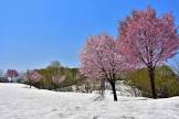 桜雪