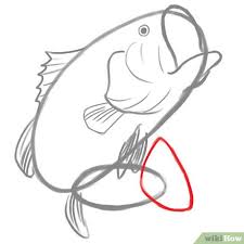 Sketch in the side, upper, and lower fins. How To Draw A Bass 6 Steps With Pictures Wikihow