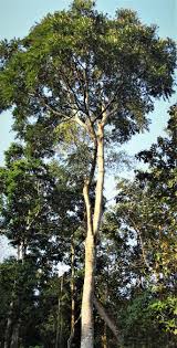 Image result for Aeschynomene mossambicensis
