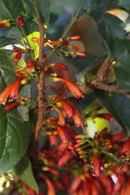 Image result for Halleria lucida