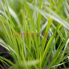 Plant en masse for a colorful, drought tolerant groundcover. Lomandra Tanika 14cm Garden World Nursery
