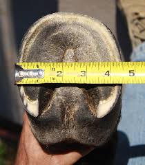 renegade hoof boots sizing