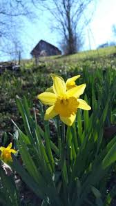 Daffodil In Spring Daffodils Wild Flowers Plants