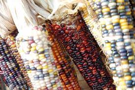How To Grow Popcorn Organic Popcorn Grow Popcorn Growing Corn