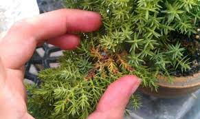 These trees possess similar characteristics. What Causes My Juniper Bonsai To Turn Brown