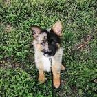 German Australian Shepherd Info, Temperament, Care ...