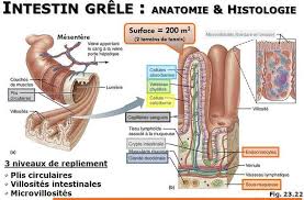 Sie kann alte und junge menschen betreffen. Les Schemas Des Organes Digestifs Elearning Adnr Schema Gros Intestin Intestin Grele
