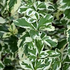 Image result for Duranta erecta
