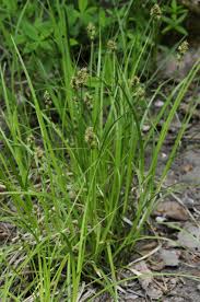 Image result for Carex bequaertii