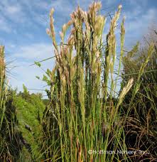 Image result for Andropogon ligulatus