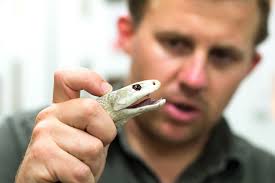 Australian Reptile Park