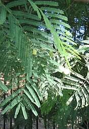 Image result for Acacia amythethophylla