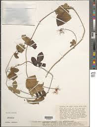 Image result for Hippocratea goetzei