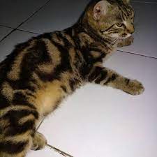Kucing bengal adalah kucing yang berasal dari california, amerika serikat. Kucing Bengal Mix Persia Marble Shopee Indonesia