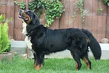 Below is a sample search of our bernese mountain dog breeders with puppies for sale. Bernese Mountain Dog Wikipedia