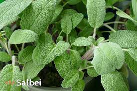 Salbei Anwendung Wirkung Inhaltsstoffe Heilpflanze Salvia Officinalis Das Grosse Deutsche Bach Bluten Portal