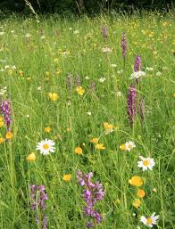 Image result for Chironia laxiflora