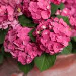 Image result for Monanthotaxis afra