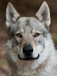 Der tschechoslowakische wolfshund ist mittelgroß und hat einen rechteckigen körperbau. Wolf Hunde Wolfshund Tschechoslowakischer Wolfshund