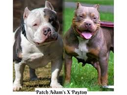 1 black tri female, 1 black tri male, 3 blue merle males. Pocket Tri Bully Puppies Animals New York City New York Announcement 144600