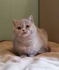 Available Kittens - British Shorthair